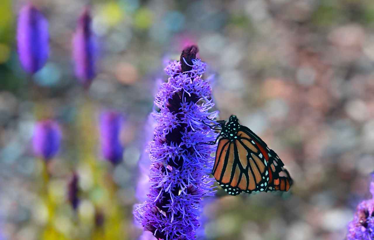 Monarch Butterfly