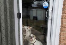 Are your pets part of your emergency preparedness plan? Are your pets part of your emergency preparedness plan?