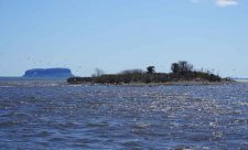 Amazing-birdlife-on-Lake-Superior-Pie-Island-in-background-Superior-Rocket-DSC01776