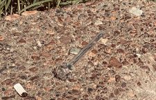 Discarded Crack Pipe near Water Street Terminal