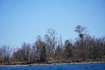 Eagles-on-Island-Sleeping-Giant-Superior-Rocket-DSC01810