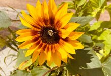 Coming Together to Mourn and Heal: Understanding and Coping with the Tragic Loss of a Young Life in Thunder Bay A Bee in a Sunflower in the Waterfront District of Thunder Bay on August 23 2022