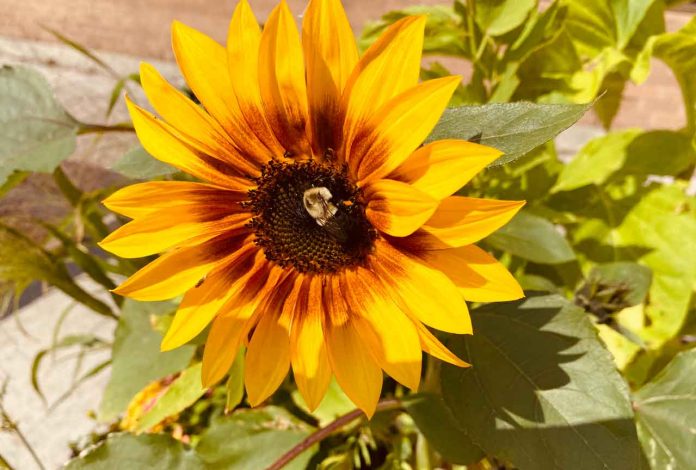A Bee in a Sunflower in the Waterfront District of Thunder Bay on August 23 2022