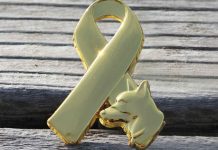 SPCA and Humane Society Pay Tribute to Animals in War animals in war