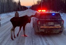 Thunder Bay: SAFETY ALERT: Moose frequenting roadway SAFETY ALERT: Moose frequenting roadway