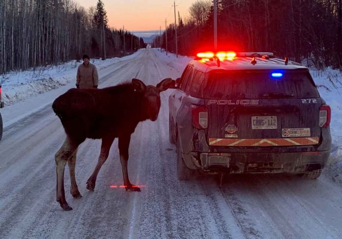 SAFETY ALERT: Moose frequenting roadway
