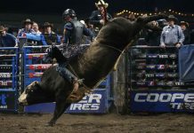 PBR Canada National Finals Buck back to Rogers Place in Edmonton, Alberta Nov. 14-15, 2025 @pbrCanada Courtesy Covy Moore/CovyMoore.com