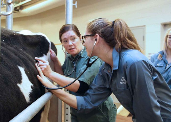 University of Guelph and Lakehead University to expand veterinary training