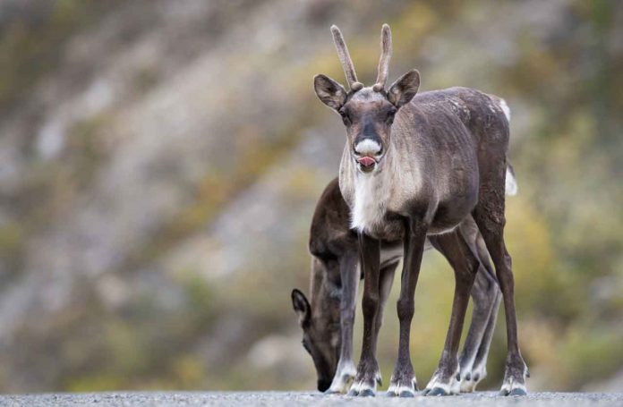 Ontario Announces $29 Million Investment to Protect Boreal Caribou and their Habitat