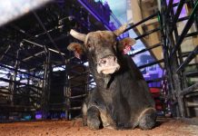 Nick Tetz Wins Cup Series Event in Medicine Hat, Alberta, with Monster 90-Point Ride @PBR Courtesy Bull Stock Media