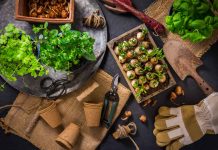 Gardening in Thunder Bay, Dryden and Kenora Means Watching out for Frost Gardening in Thunder Bay, Kenora and Dryden