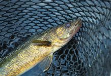 Ottawa Man Fined $10,000 for Exceeding Fishing Limit in Ontario Walleye