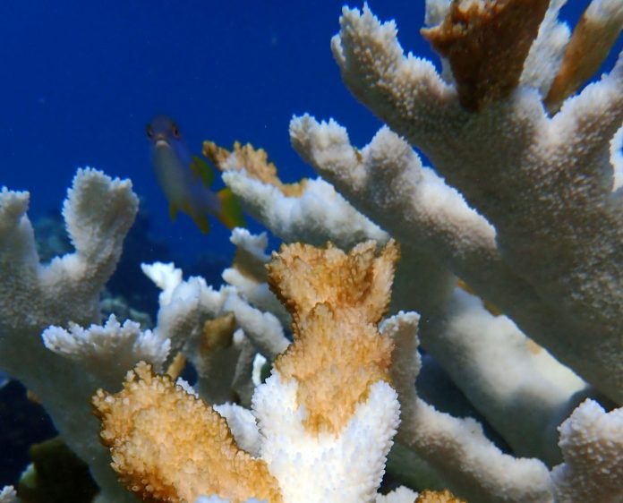 Florida seeing Coral Reef Die off