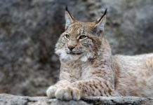Lynx Air Spreads Wings to Cancun Mexico Starting February 15th Canadian Lynx