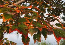 September 28, 2025: Kenora and Lake of the Woods Detailed Weather Forecast Marina Park as the Leaves Change to fall brilliance