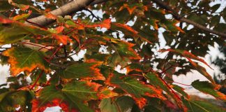 Fall-to-Winter Home Checklist: What Thunder Bay Homeowners Should Do Before the Cold Arrives Marina Park as the Leaves Change to fall brilliance