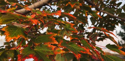 Fall-to-Winter Home Checklist: What Thunder Bay Homeowners Should Do Before the Cold Arrives Marina Park as the Leaves Change to fall brilliance