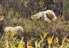 September 2, 2026: Far North Ontario Fly-In Weather — Fog, Showers and Improving Conditions Into Friday White Bears in Wasaho Cree Nation - Image Lydia Matthews