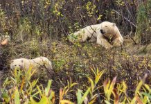 September 2, 2026: Far North Ontario Fly-In Weather — Fog, Showers and Improving Conditions Into Friday White Bears in Wasaho Cree Nation - Image Lydia Matthews
