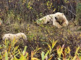 September 2, 2026: Far North Ontario Fly-In Weather — Fog, Showers and Improving Conditions Into Friday White Bears in Wasaho Cree Nation - Image Lydia Matthews