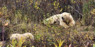 September 2, 2026: Far North Ontario Fly-In Weather — Fog, Showers and Improving Conditions Into Friday White Bears in Wasaho Cree Nation - Image Lydia Matthews