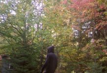 OPP Seek Public Help to Identify Break-in Suspect in Pass Lake Area Image OPP