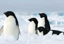 Waddle Your Way to Safety: Senior Citizens Embrace Penguin Walking on Slippery Sidewalks