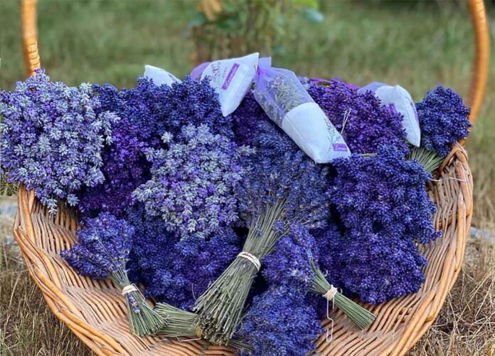 An Interview with Dr. Henry Cabrera of Lavender Waves Farm - An Enchanting Escape in Rhode Island