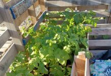 Wasaho Cree Nation Weather: Warm Breeze Today, Stormy Shift Ahead Using Pallets in your Northern Garden can generate a good crop - Image Lydia Matthews (Wasaho Cree Nation)