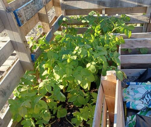 Using Pallets in your Northern Garden can generate a good crop - Image Lydia Matthews (Wasaho Cree Nation)