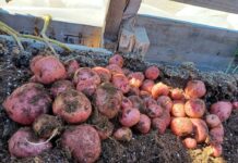 Getting a Head Start: February Gardening Prep in Northwestern Ontario Potato Harvest in Wasaho Cree Nation - Ontario's furthest North community Image Lydia Matthews