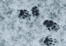 Clearing Skies After Flurries, Then a Wintry Weekend for Kenora Warm weather in recent days has some of the critters who sleep waking up - Watch for skunks!