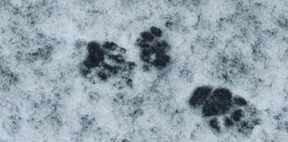 April 2, 2026: Kenora and Lake of the Woods Stay Cold and Cloudy, With Snow Returning Tonight Warm weather in recent days has some of the critters who sleep waking up - Watch for skunks!