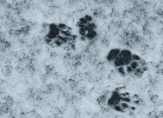 Thunder Bay Weather Report – Sunday, December 7, 2025 Warm weather in recent days has some of the critters who sleep waking up - Watch for skunks!