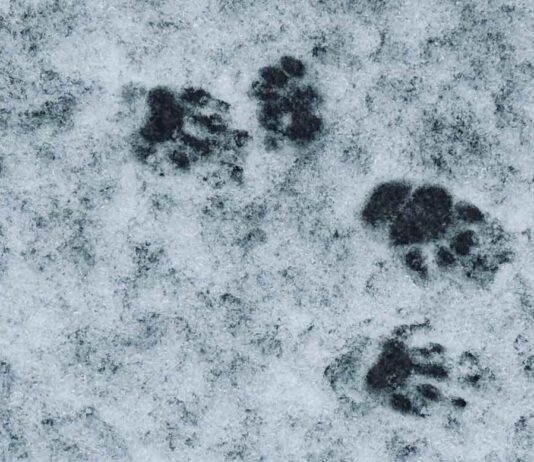 Thunder Bay Weather Report – Sunday, December 7, 2025 Warm weather in recent days has some of the critters who sleep waking up - Watch for skunks!