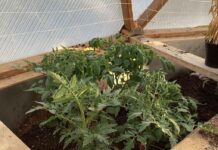 August 26, 2026: Far North Ontario Forecast — Showers, Strong North Winds and a Sharp Late-August Cooldown Growing Tomatoes in Wasaho Cree Nation - Image Lydia Matthews