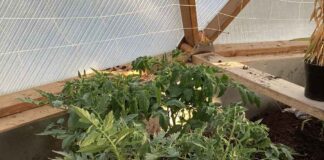 August 26, 2026: Far North Ontario Forecast — Showers, Strong North Winds and a Sharp Late-August Cooldown Growing Tomatoes in Wasaho Cree Nation - Image Lydia Matthews