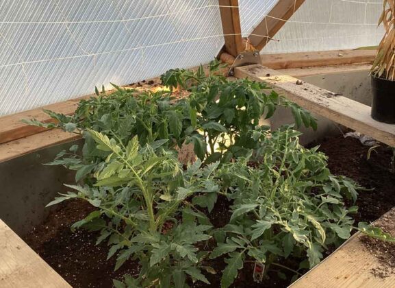 Growing Tomatoes in Wasaho Cree Nation - Image Lydia Matthews