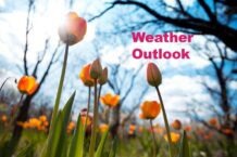 Spring-Weather-tulips-in-the-garden-2023-11-27-05-30-13-utc