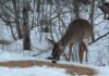 April 1, 2026: Thunder Bay Freezes Again at -17°C, but More Snow Waits for Thursday Wildlife in Thunder Bay - Deer along McVicar's Creek behind Whalen Street