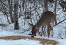 Foggy Start, Soggy Middle: Thunder Bay’s Weather Mood Swings This Week Wildlife in Thunder Bay - Deer along McVicar's Creek behind Whalen Street