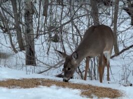 April 1, 2026: Thunder Bay Freezes Again at -17°C, but More Snow Waits for Thursday Wildlife in Thunder Bay - Deer along McVicar's Creek behind Whalen Street