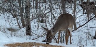 April 1, 2026: Thunder Bay Freezes Again at -17°C, but More Snow Waits for Thursday Wildlife in Thunder Bay - Deer along McVicar's Creek behind Whalen Street