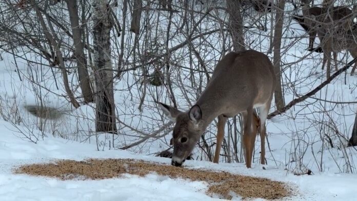 Wildlife in Thunder Bay - Deer along McVicar's Creek behind Whalen Street