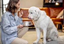 Find your perfect match at the Ontario SPCA’s adoption event this weekend Feeding your dog