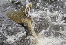 So You Want to Go Fishing in Northwestern Ontario? Here’s What You Need to Know Image ©Kevin Palmer. Palmer Creative Group.