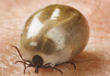 Ontario Reports Over 1,000 Tick Sightings, with 60 Cases of Lyme Disease Confirmed Tick on skin