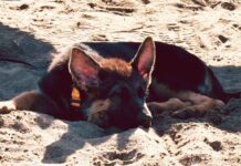 Thunder Bay Weather Forecast: July 15-17, 2024 Behzig keeping cool at the beach.