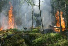 Ontario Takes Aim at Wildfire Risk and Hazardous Wells with New Legislation Forest fire