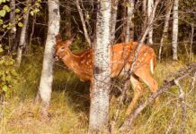 Explore the Beauty of Fall: Hiking and Camping in Northwestern Ontario Young Deer at Balsam Park in Thunder Bay